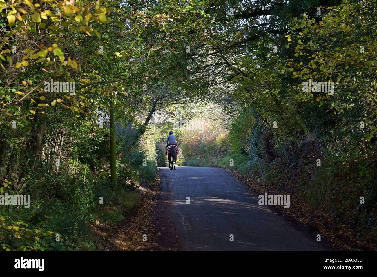 Un cavallo e un cavaliere si fanno strada lungo una stretta corsia di campagna al sole d'autunno, Shropshire, Regno Unito Foto Stock