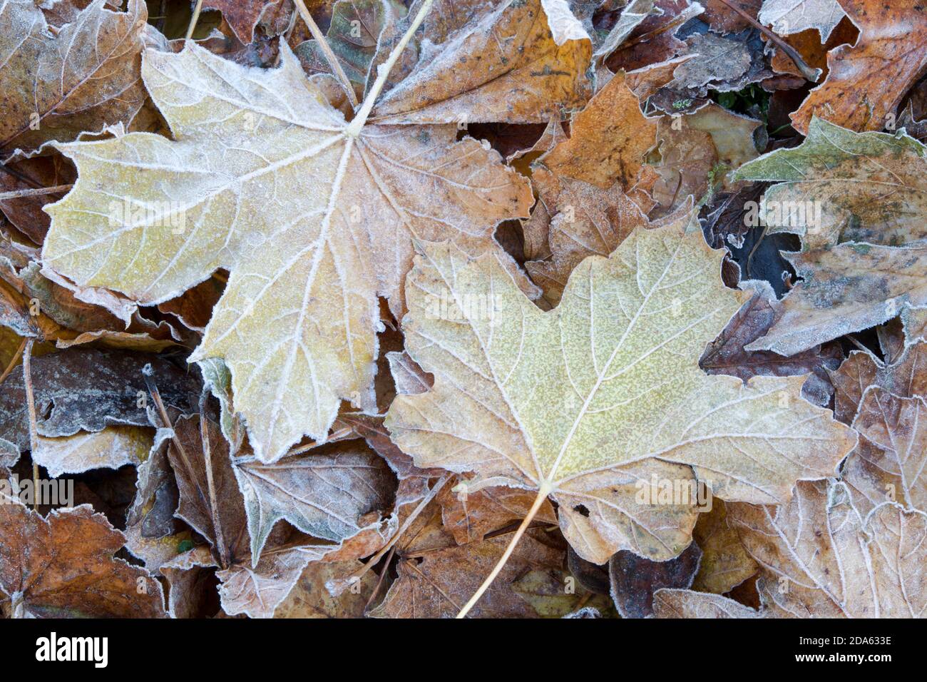 Mosaico pastello di foglie caduto che giace sul terreno e. coperto di gelo Foto Stock