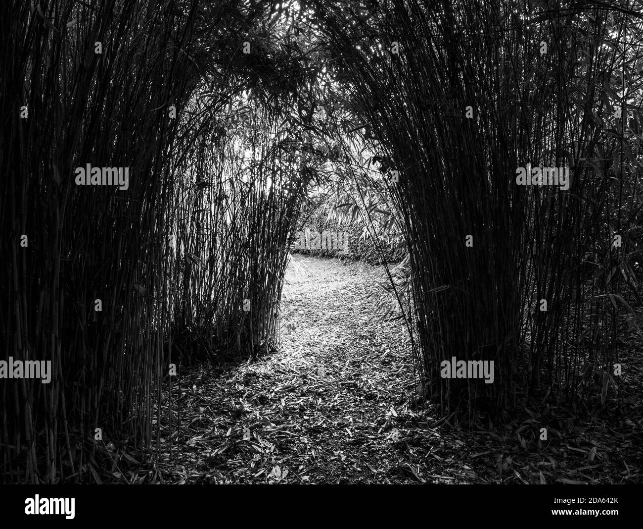 Paesaggio bianco e nero, Bamboo Grove, Bamboo, Englefield House Gardens, Englefield Estate, Englefield, Berkshire, Inghilterra, Regno Unito, GB. Foto Stock