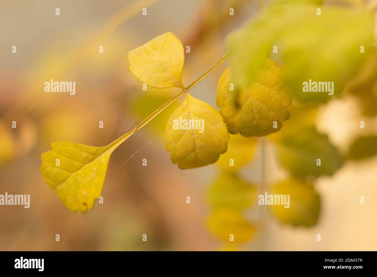 Foglie di autunno su sun. Autunno sfondo sfocato Foto Stock