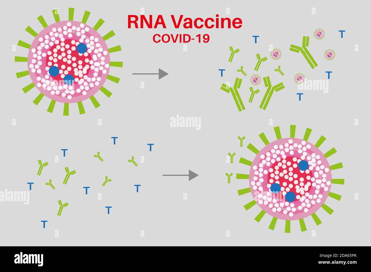 Vaccino RNA Covid con anticorpi proteine Spike e cellule T. Illustrazione Vettoriale