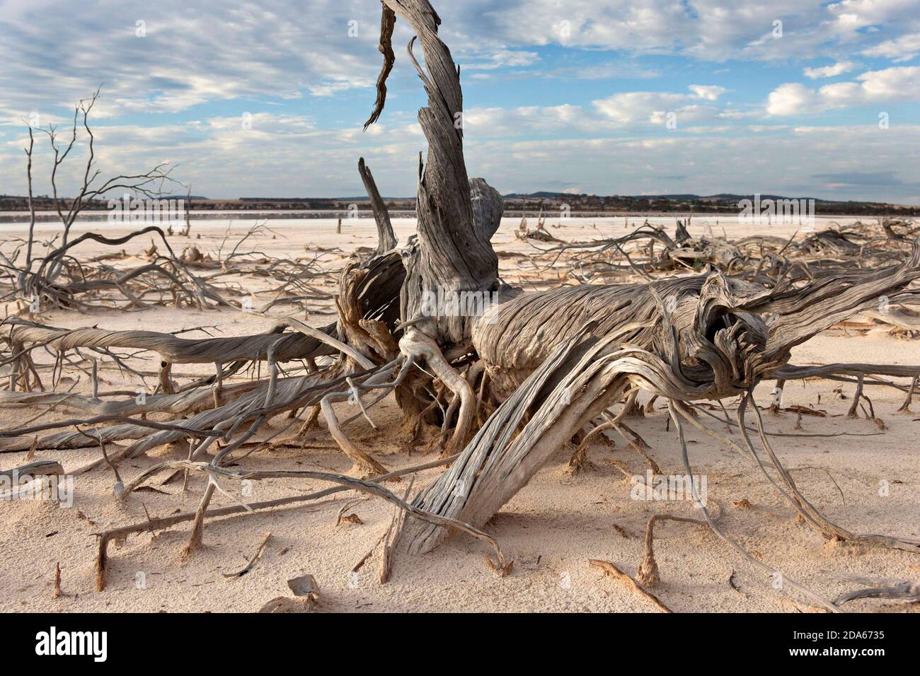 Dead Trees, Lake Ninan Salt Lake, Victoria Plains, Australia Occidentale Foto Stock