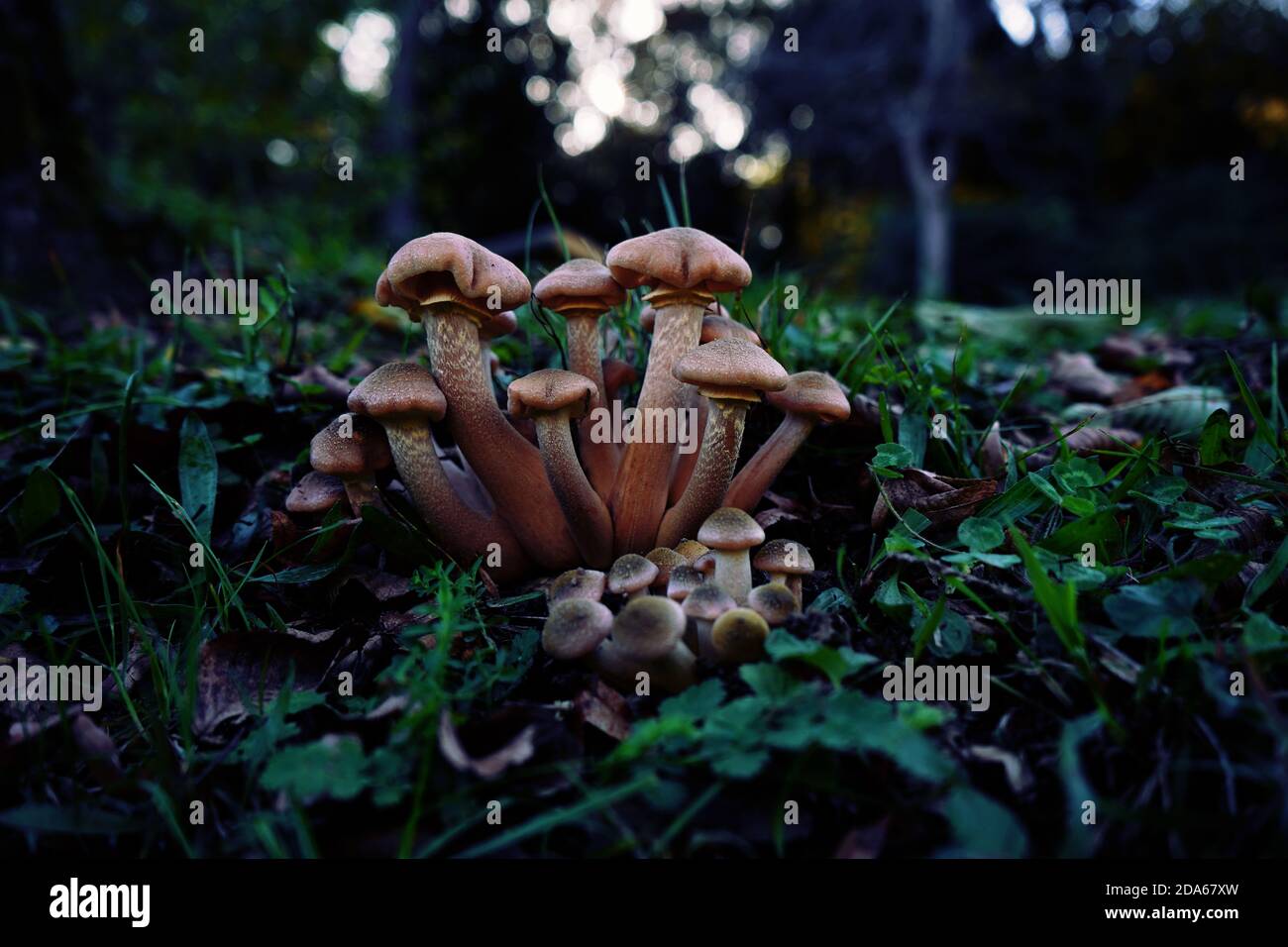 Funghi a grani multipli in una foresta in autunno. Foto Stock