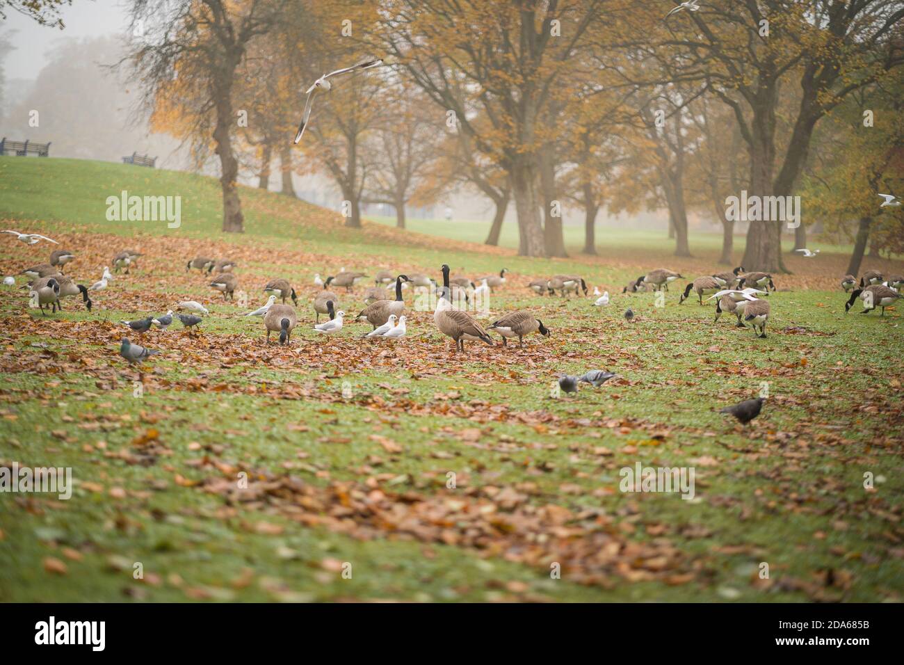 Autunno a Lister Park a Bradford, West Yorkshire, Regno Unito Foto Stock