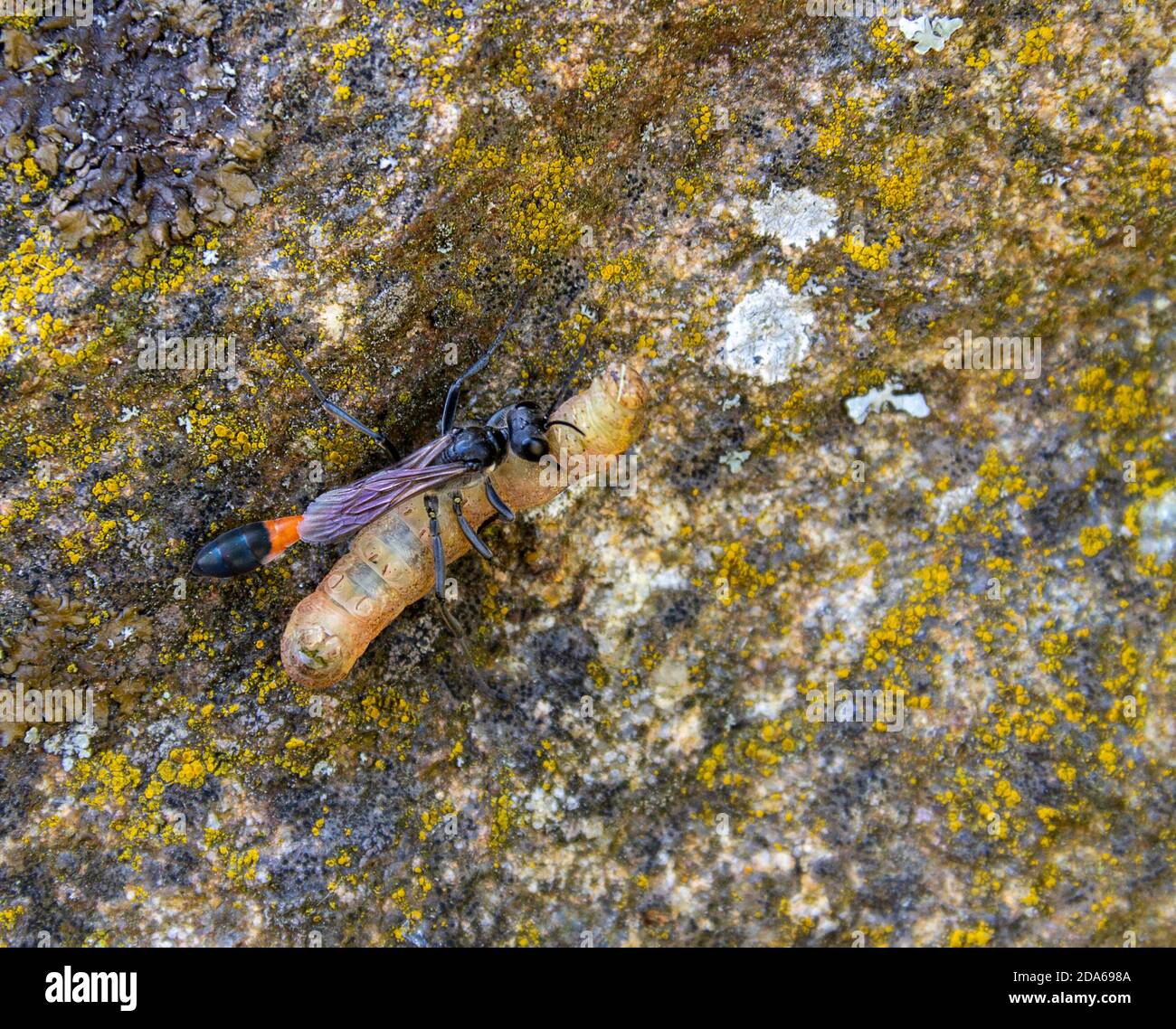 sabbia wasp con preda catturata sulla superficie di pietra Foto Stock