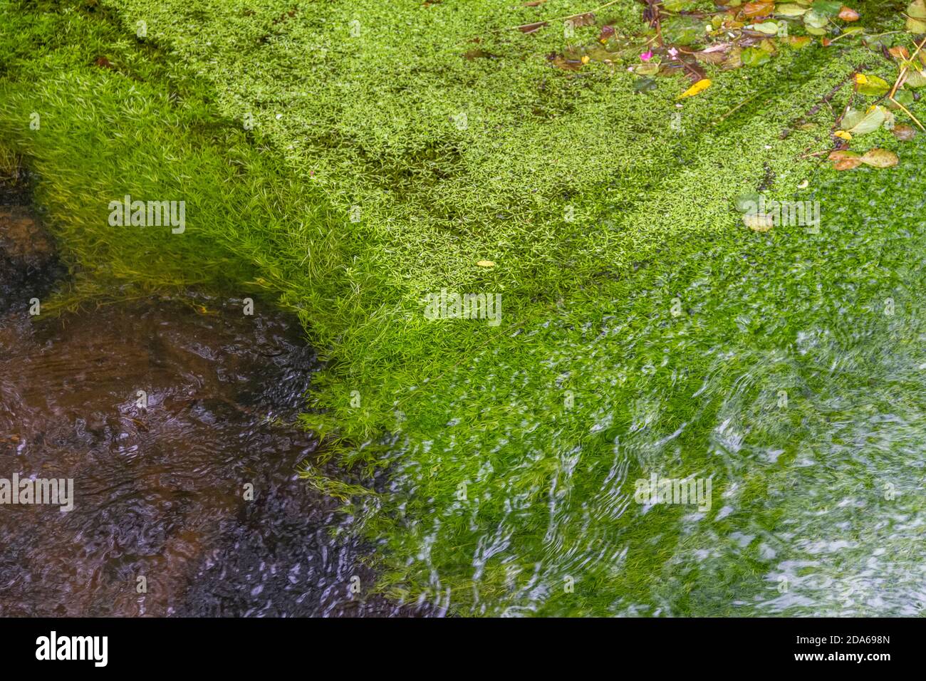 paesaggio di vegetazione ripariale che include alcune piante d'acqua Foto Stock