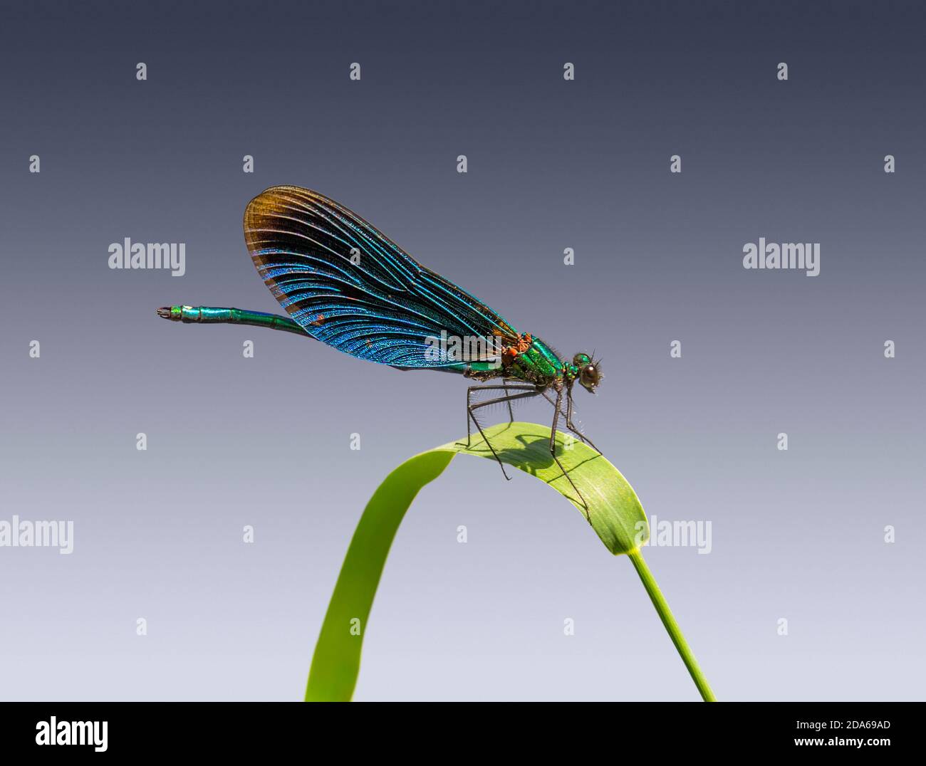 Bella damselfly demoiselle su un erba stipe in blu gradiente atmosfera Foto Stock