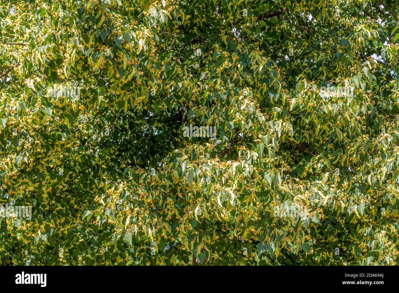 foto full frame che mostra molti fiori di lime e frutti in un ambiente soleggiato Foto Stock