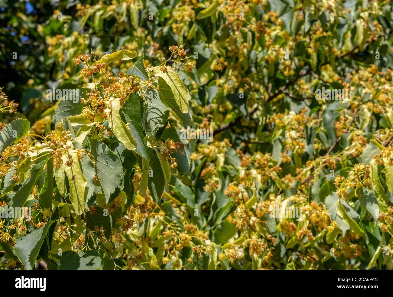 foto full frame che mostra molti fiori di lime e frutti in un ambiente soleggiato Foto Stock