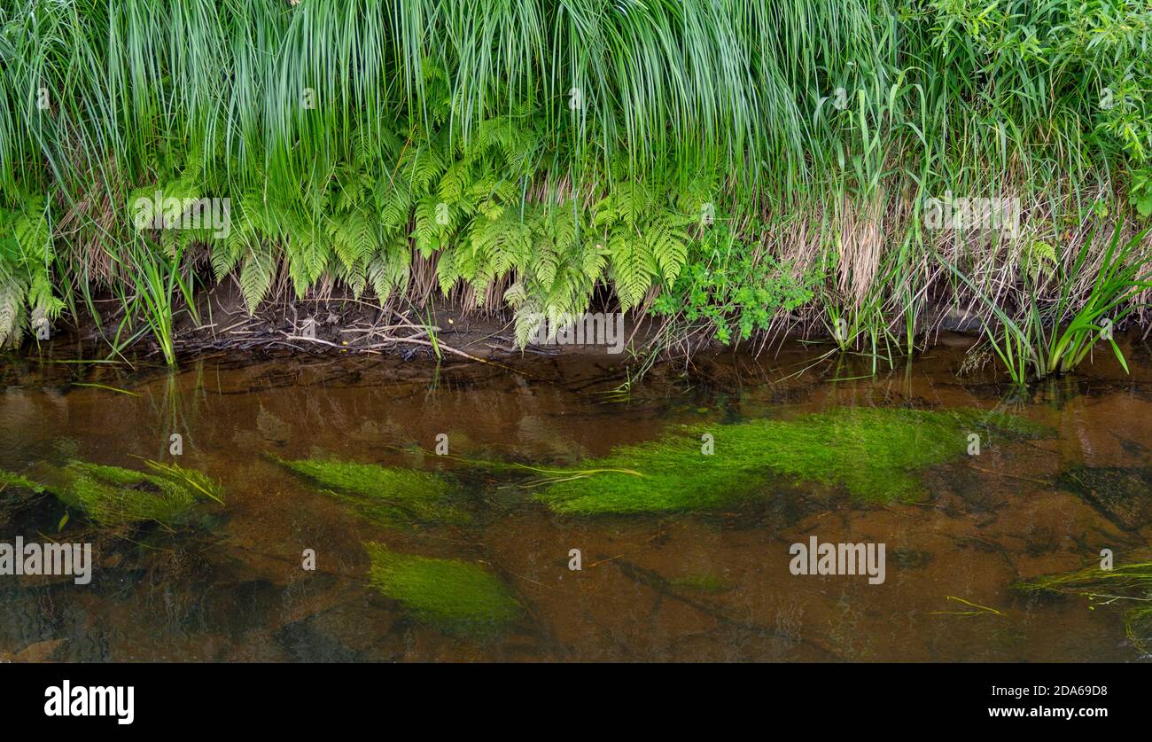paesaggio di vegetazione ripariale che include alcune piante d'acqua Foto Stock
