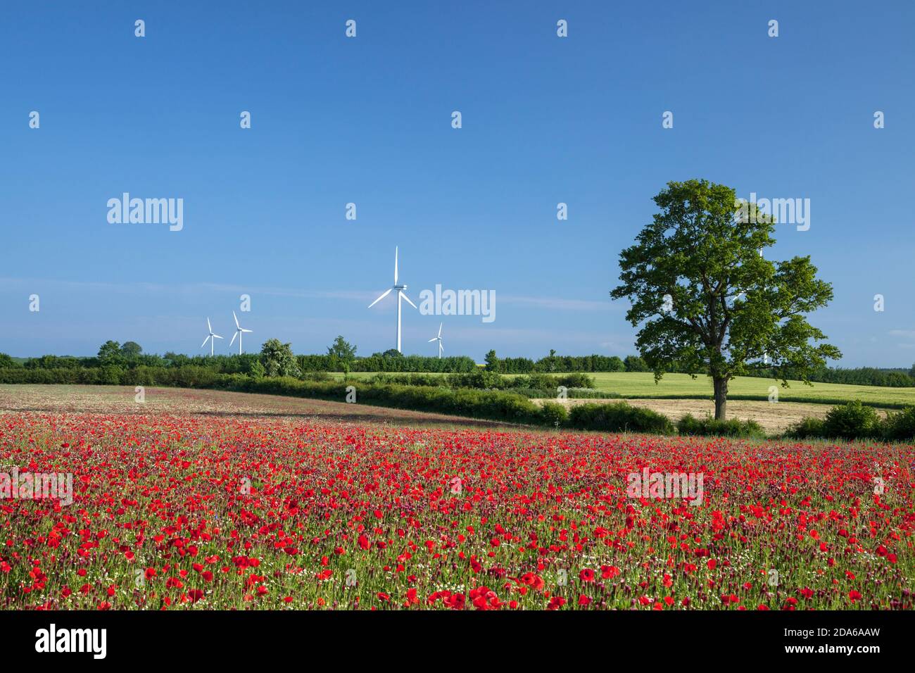 Geografia / viaggio, Germania, Schleswig-Holstein, Bentfeld, pad con trifoglio cremisi e papavero di mais, Tri, Additional-Rights-Clearance-Info-Not-Available Foto Stock