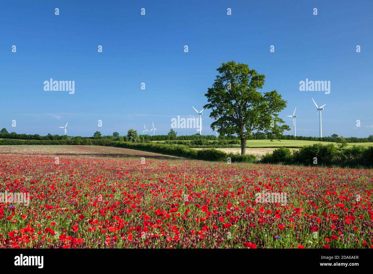 Geografia / viaggio, Germania, Schleswig-Holstein, Bentfeld, pad con trifoglio cremisi e papavero di mais, Tri, Additional-Rights-Clearance-Info-Not-Available Foto Stock