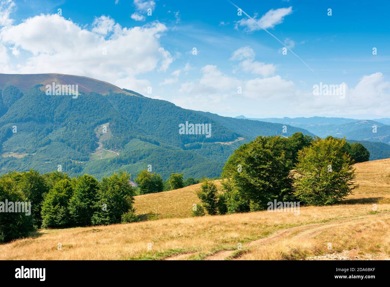 prato in montagna, verde, verde sotto un cielo blu con nuvole morbide a mezzogiorno. Foto Stock