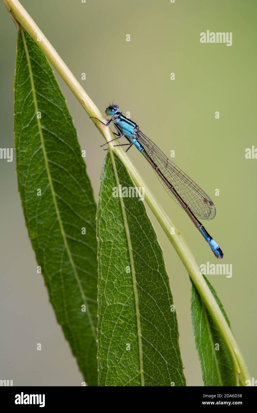Dasselfly dalla coda blu, Ishnura elegans, maschio, Catbrook, Monboccuthshire, giugno. Famiglia Coenagridionidae Foto Stock