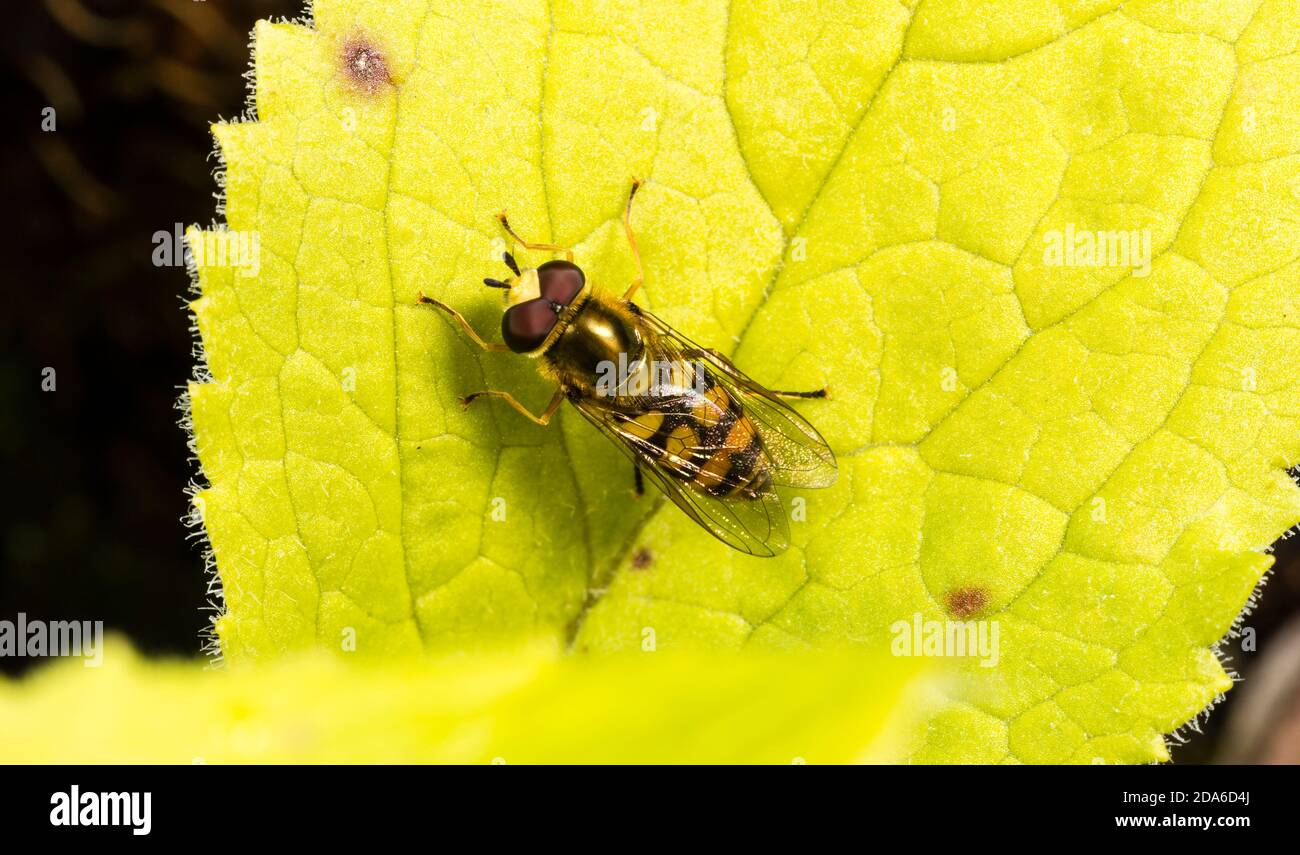 Hoverfly, specie Eupeodes, probabilmente Migrant Field Syrph, E. corollae, maschio. Monmouthshire, giugno. Famiglia Syrphidae Foto Stock