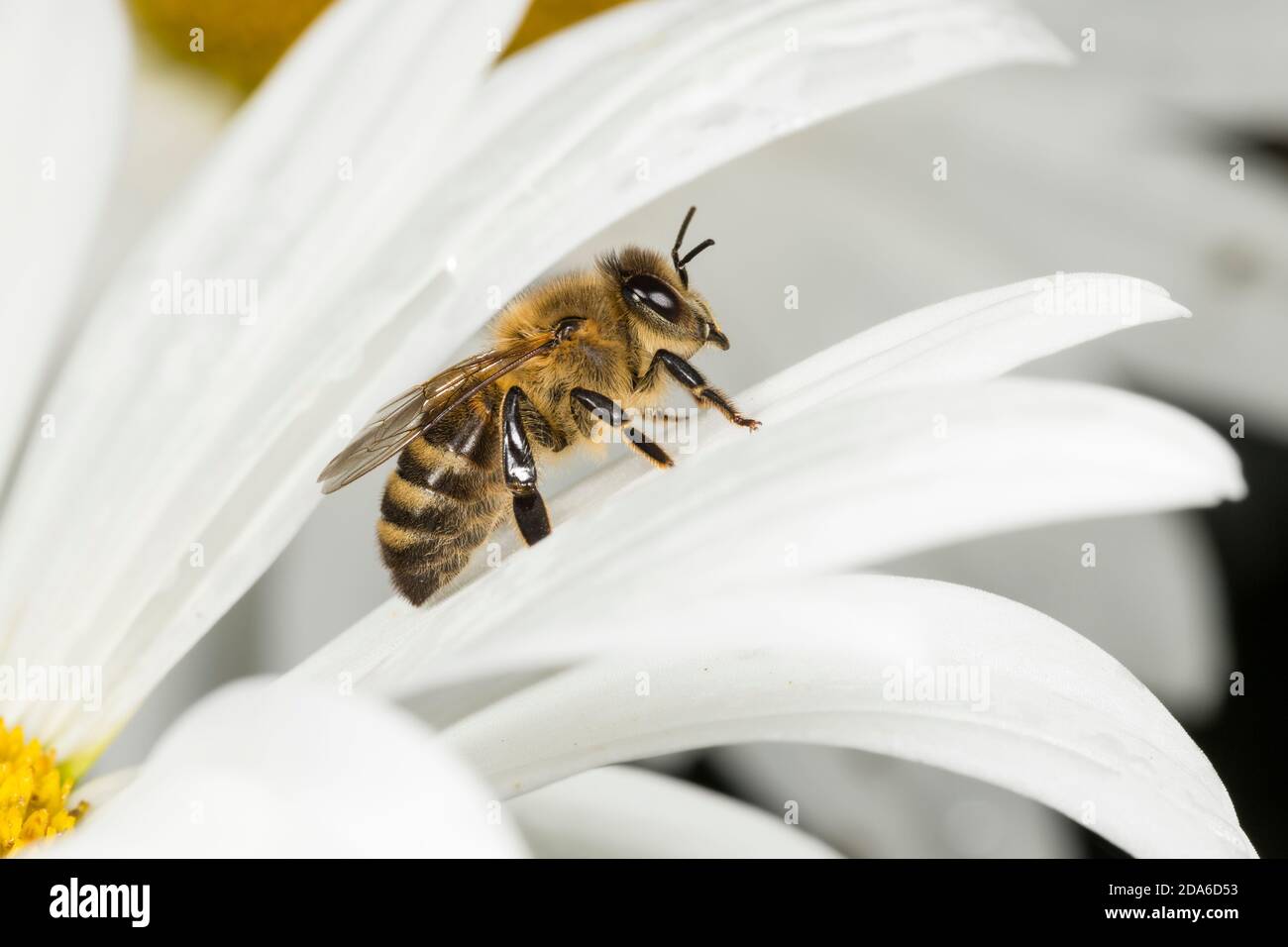 Western Honey Bee, Apis mellifera, che riposa su Ox-eye Daisy, luglio, Monmouthshire, Regno Unito Foto Stock