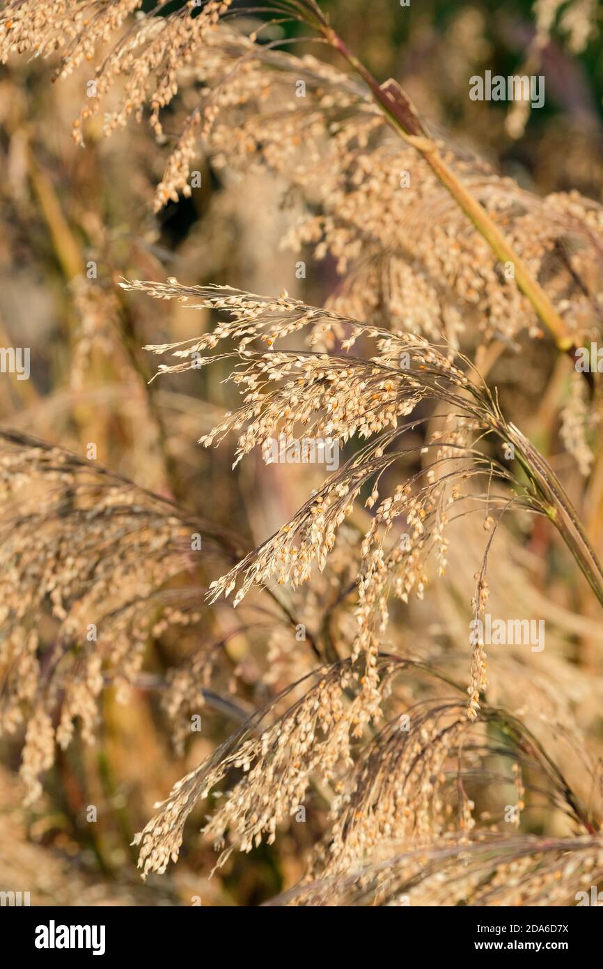 Panicum miliaceum, raccolto di grano, miglio di mais di ginestra, annuale, grano di cereale, semi pronti per la raccolta Foto Stock
