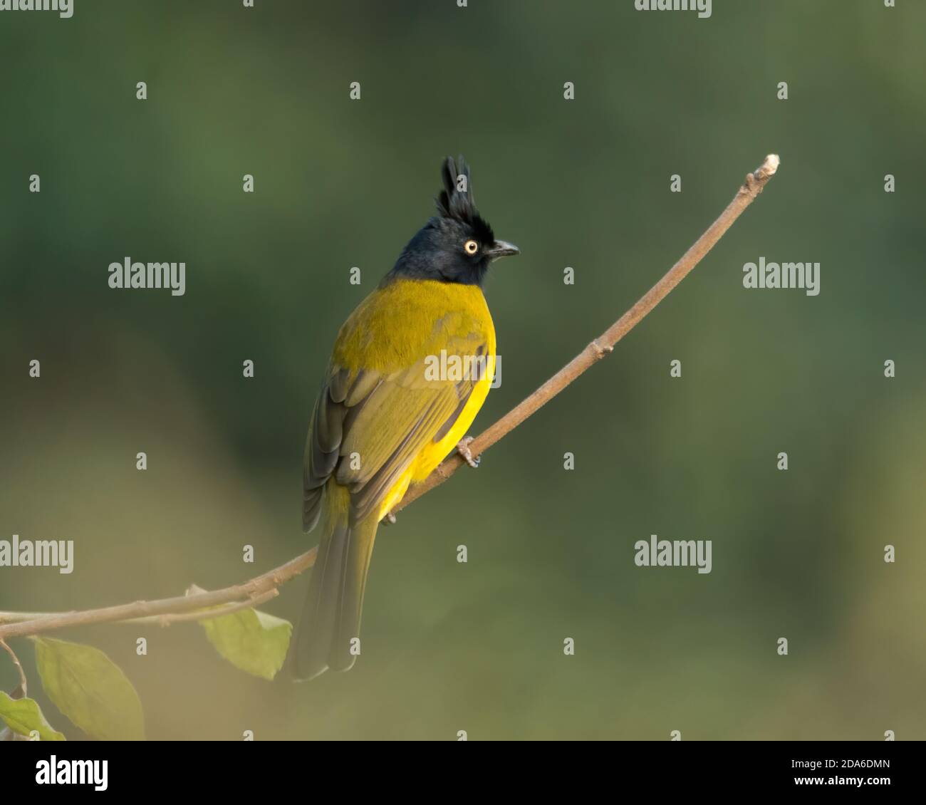 Bulbul nero-crestato (Pycnonotus flaviventris), arroccato di fronte, nelle foreste di Ramnagar a Uttarakhand, India. Foto Stock