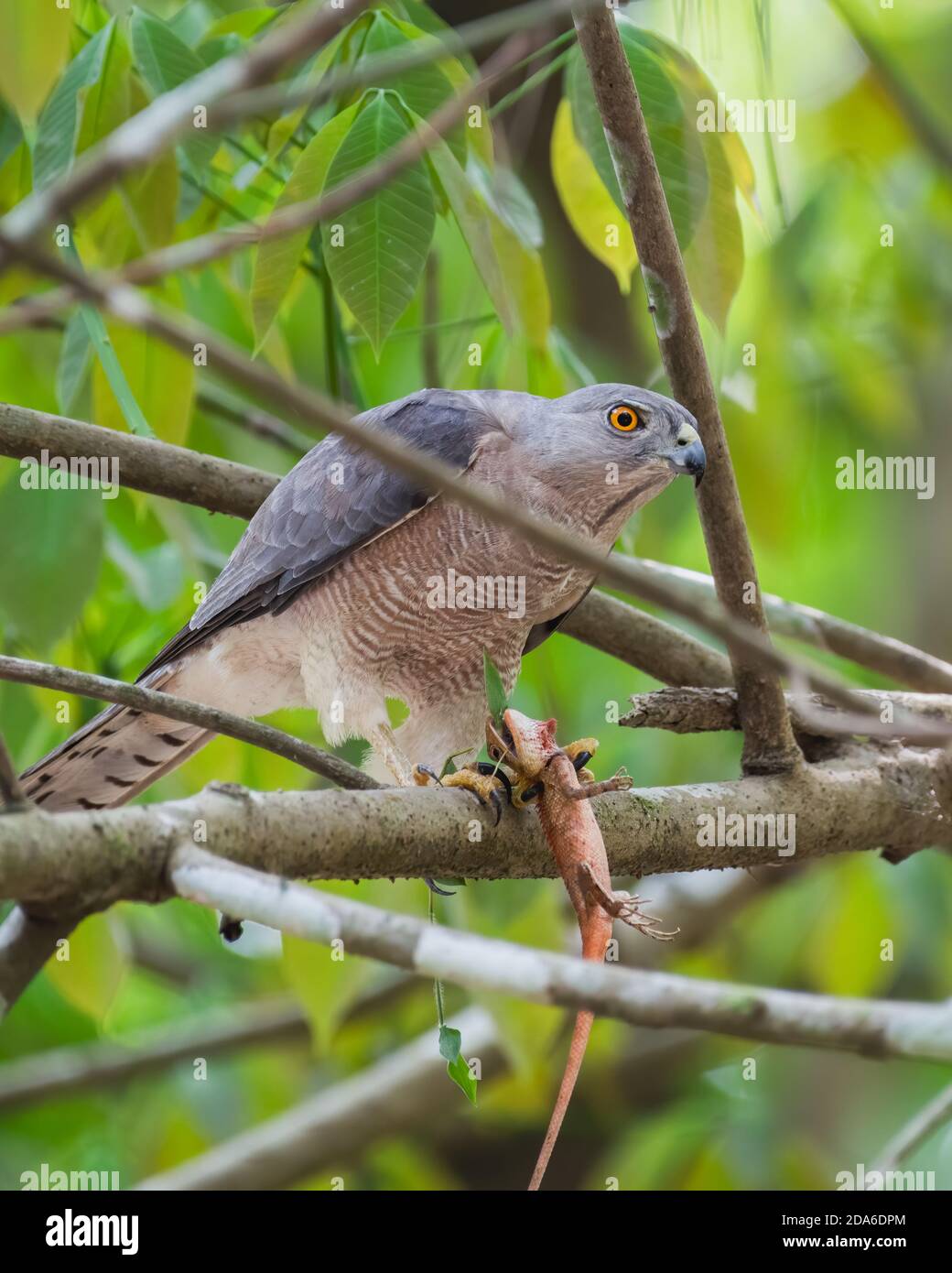 Uno Shikra (Accipiter badius), un piccolo uccello di preda, arroccato su un ramo di albero con la sua uccisione di una lucertola da giardino, nelle foreste di Thattekad in Kerala, Foto Stock