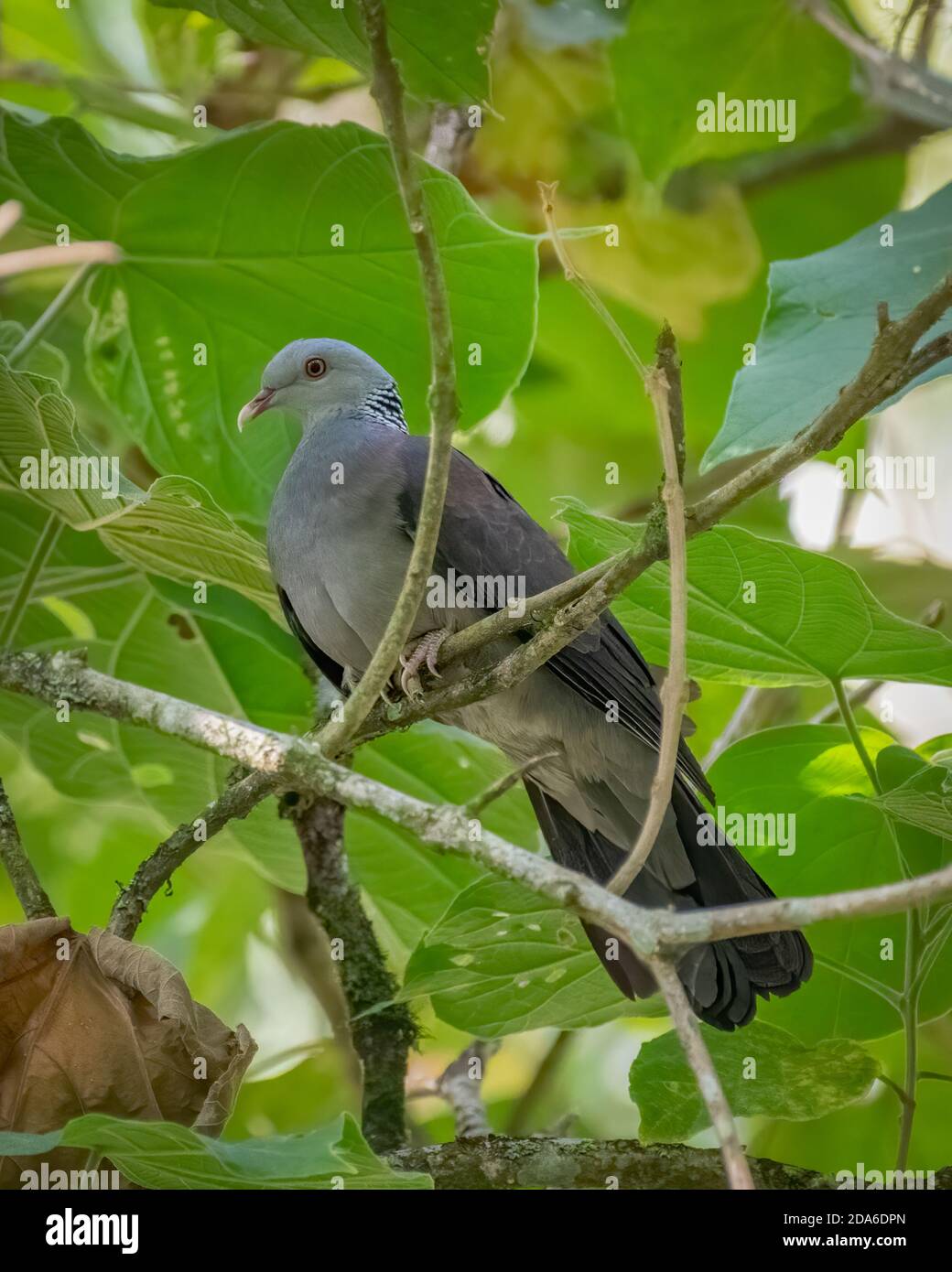Un bel Pigeon di legno di Nilgiri (Columba elphinstonii), arroccato su un ramo all'ombra, nelle foreste di Munnar in Kerala, India. Foto Stock