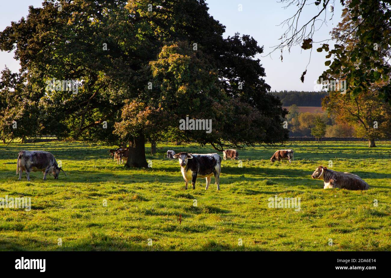 Old razza lunga bestiame corno in terreni di Rousham House, Oxfordshire, Inghilterra Foto Stock