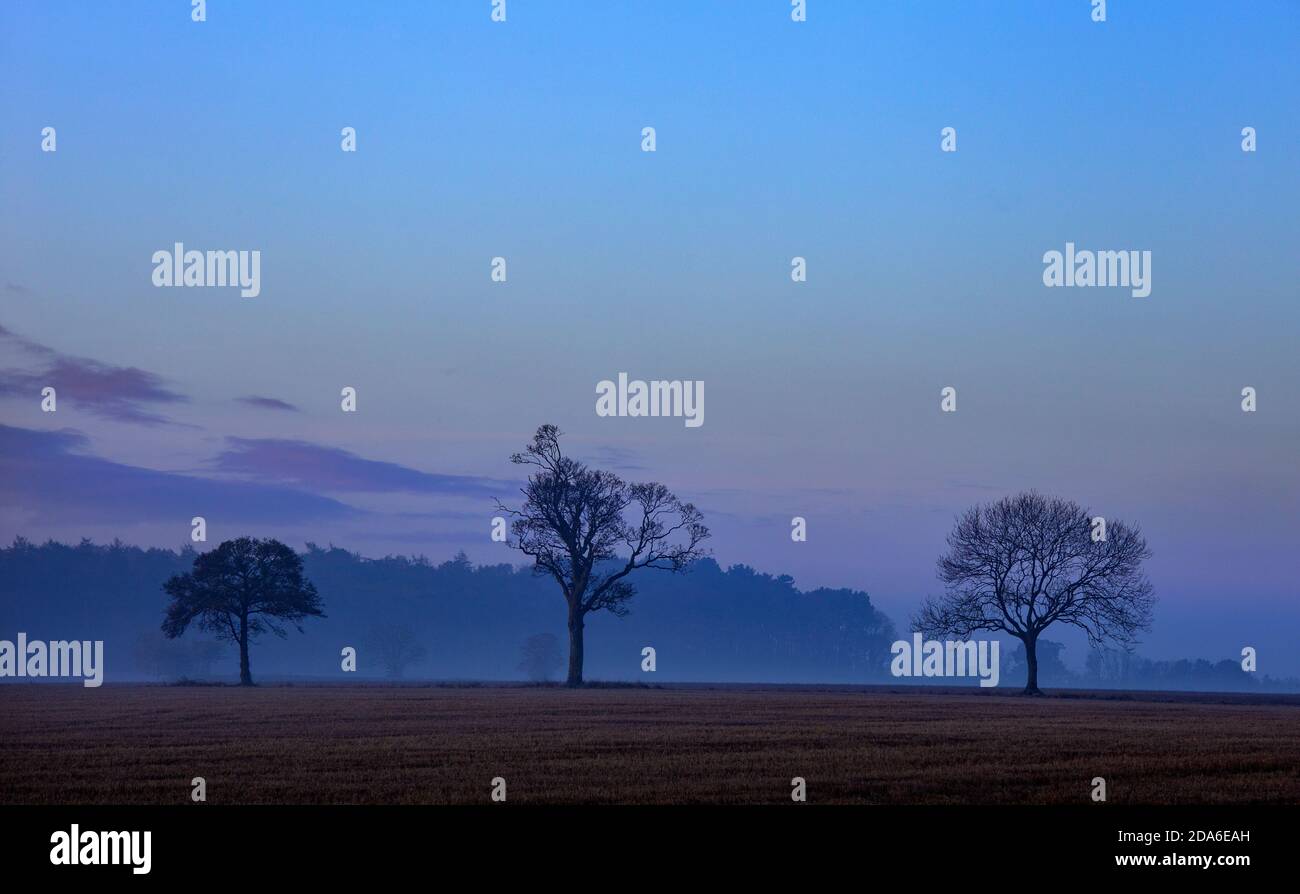 Alberi silhouetted contro il cielo di alba di mattina in campi di campagna inglese, Inghilterra Foto Stock