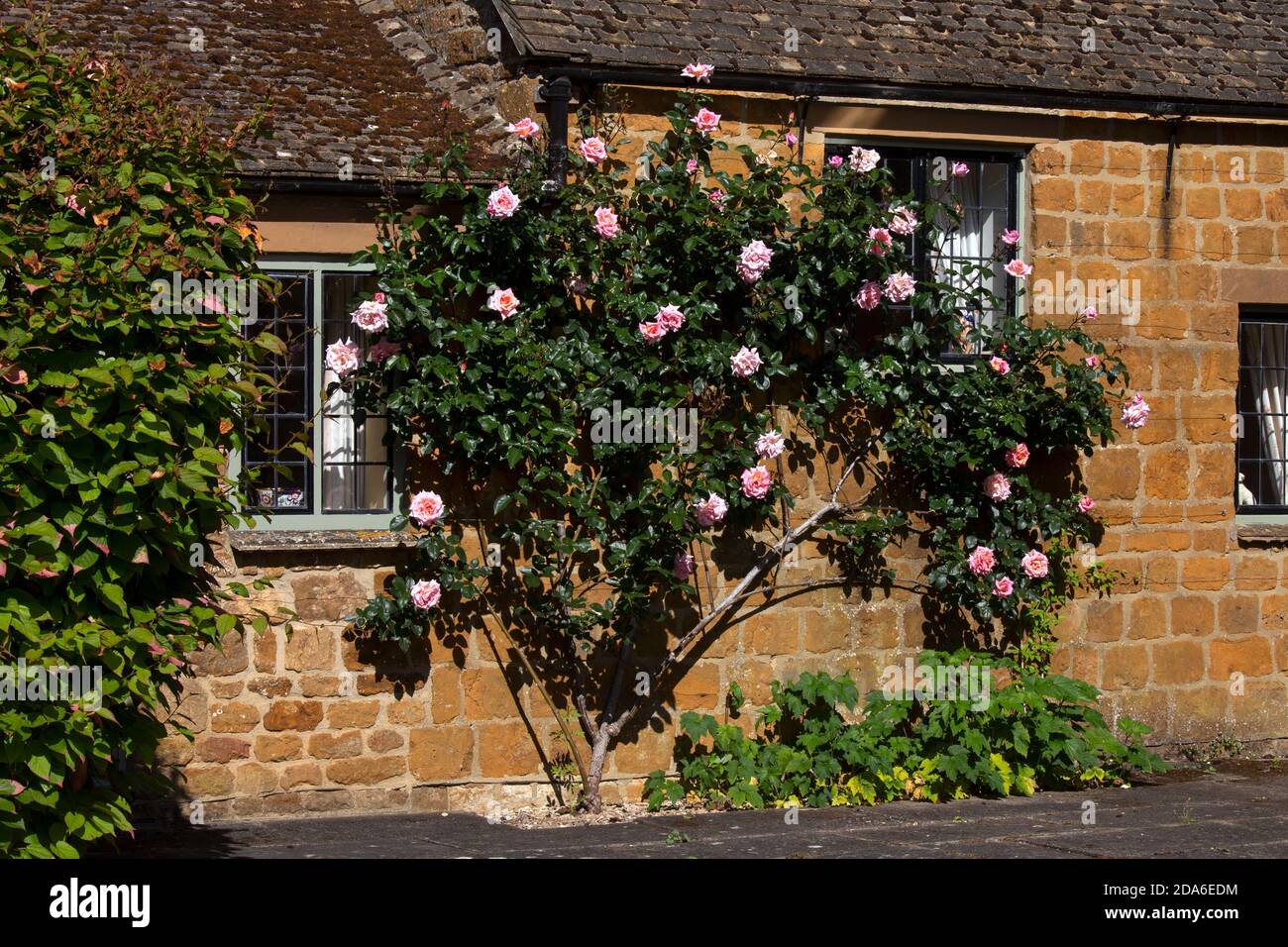 Arrampicata rosa sulla parete della casa in inglese Garden, Inghilterra, Oxfordshire Foto Stock