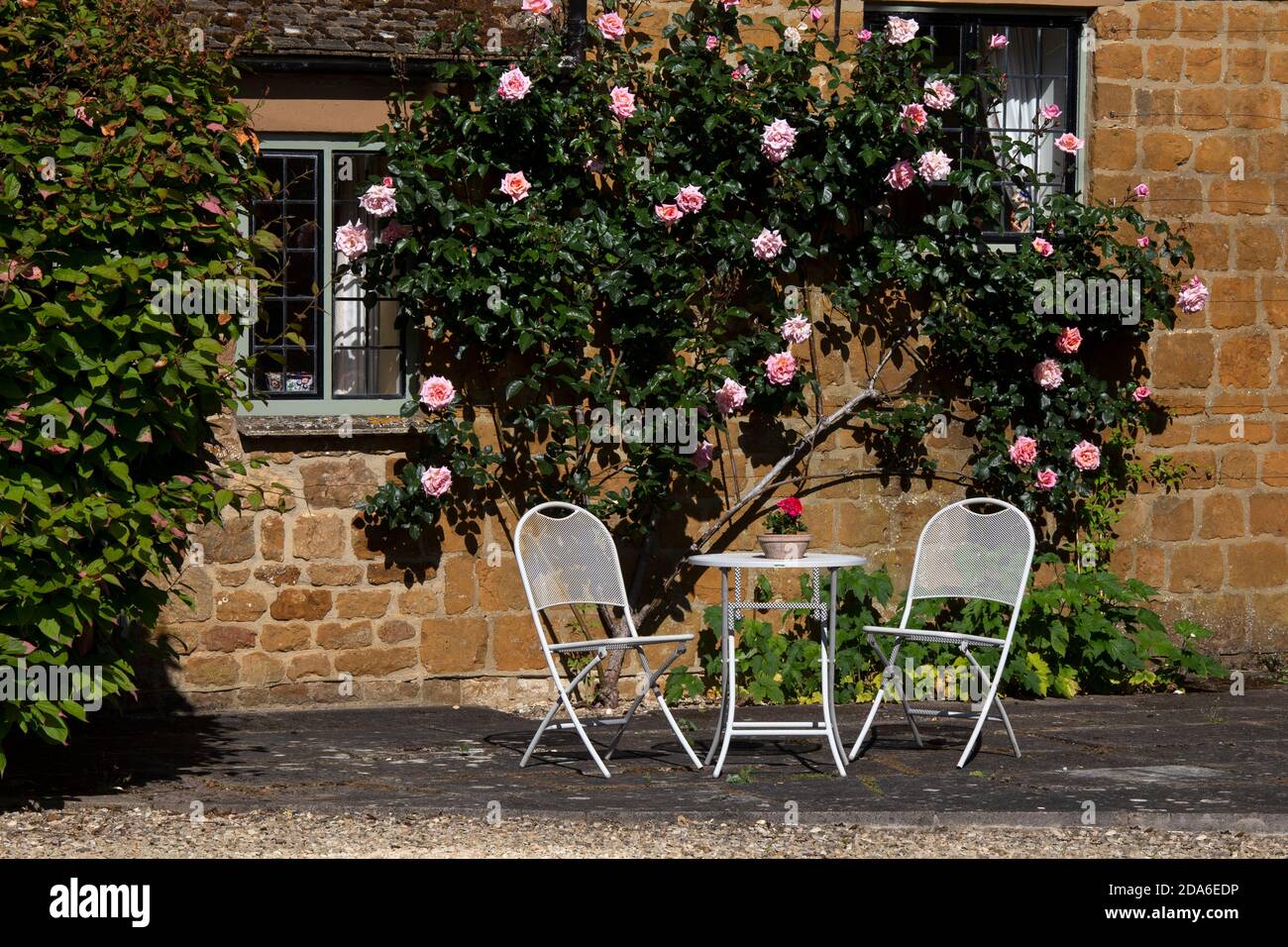 Arrampicata rosa sulla parete della casa con giardino posti a sedere in inglese Giardino, Inghilterra, Oxfordshire Foto Stock
