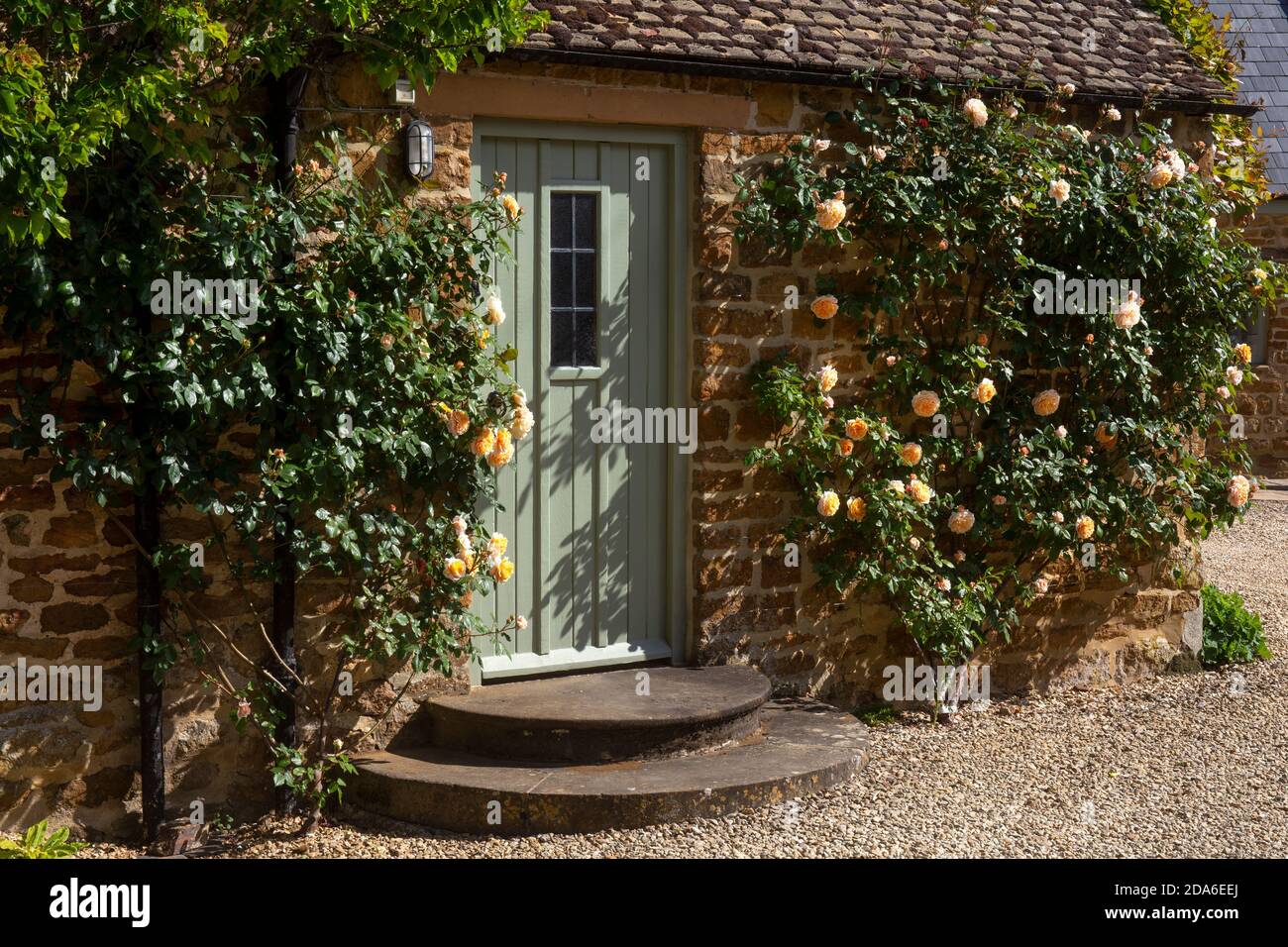 Arrampicata Rose intorno porta in inglese Garden, Inghilterra, Europa Foto Stock