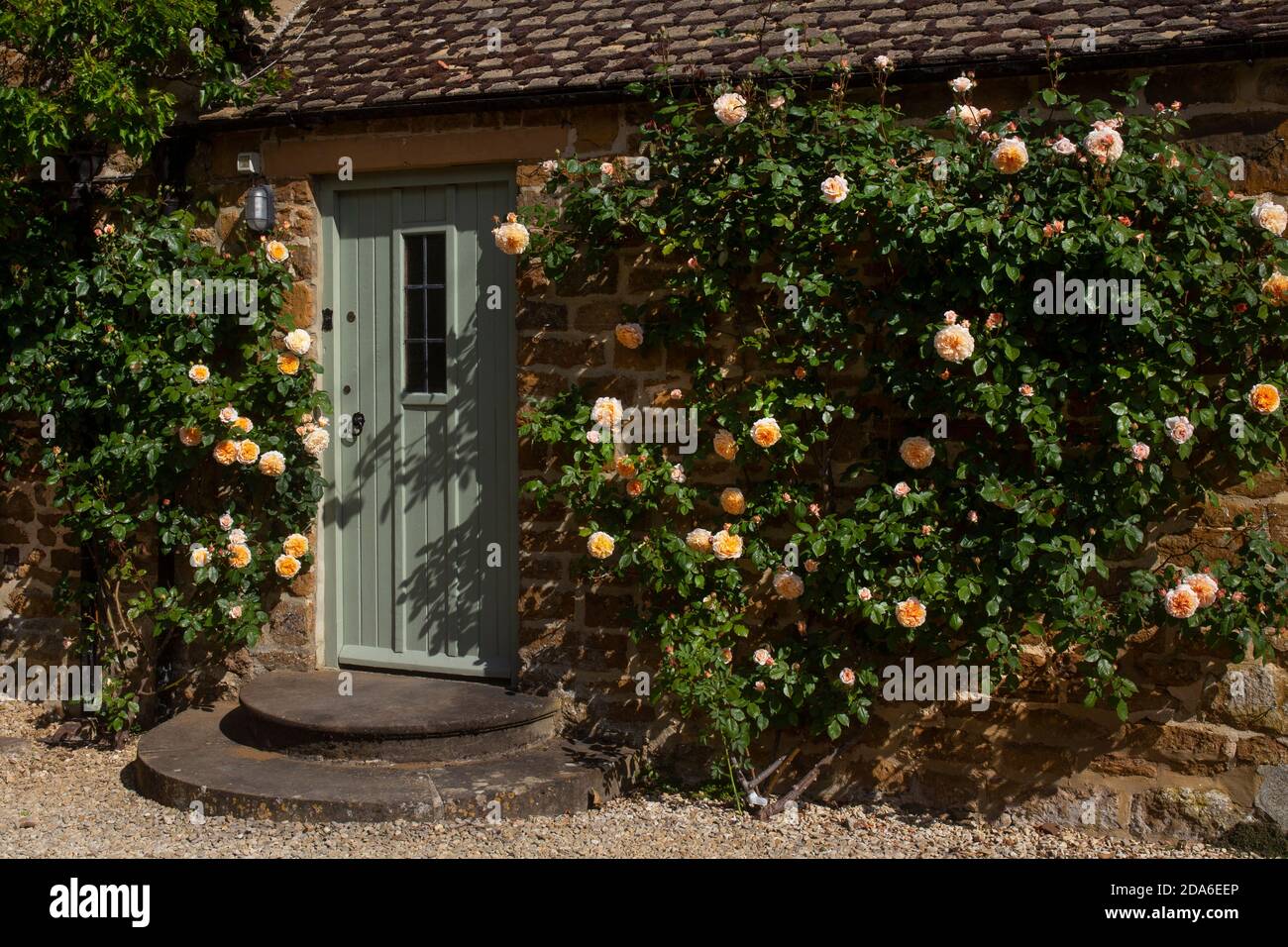 Arrampicata Rose intorno porta in inglese Garden, Inghilterra, Europa Foto Stock