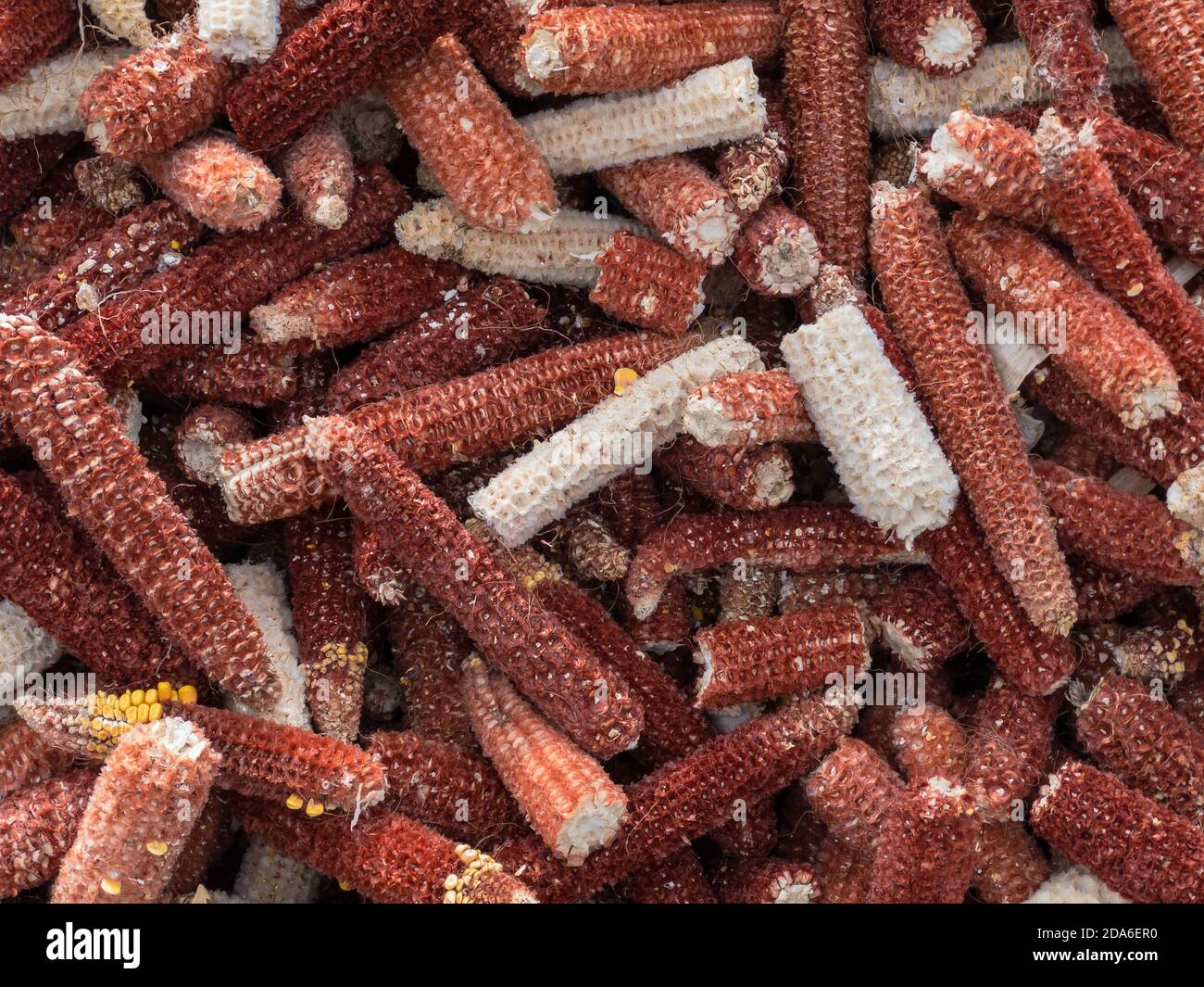 Top Vew su mucchio di spighe di mais sbucciate Foto Stock