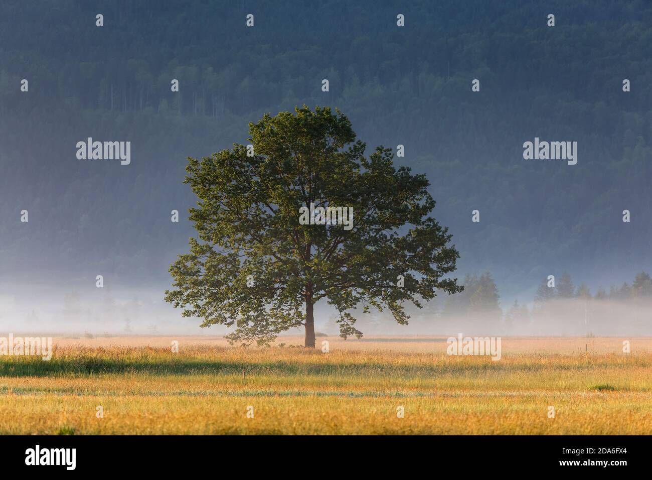 Geografia / viaggio, Germania, Baviera, Grossweil, quercia, Grossweil, alta Baviera, diritti aggiuntivi-clearance-Info-non-disponibile Foto Stock