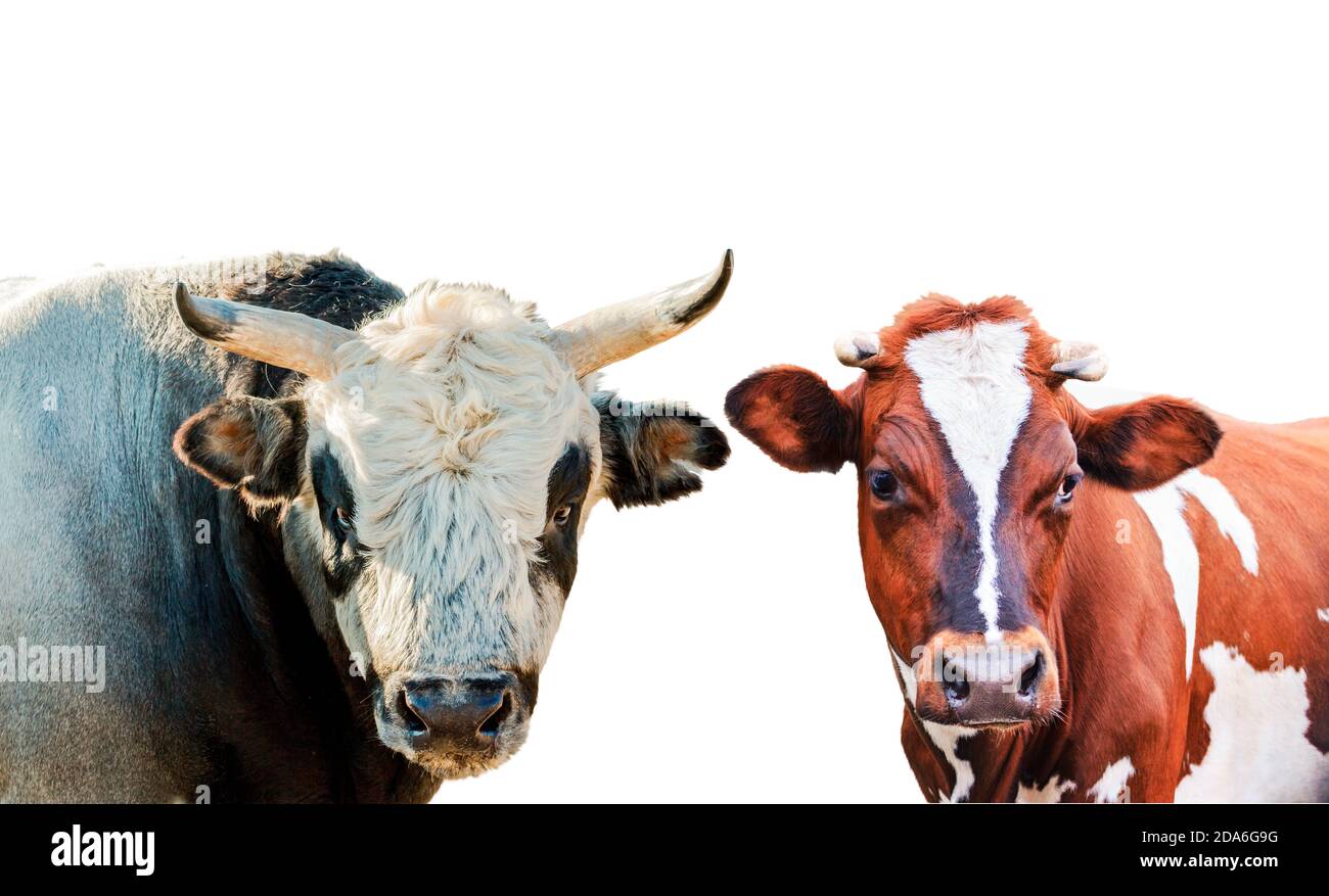 simboli di toro e mucca dell'anno 2021 isolati sopra sfondo bianco Foto Stock