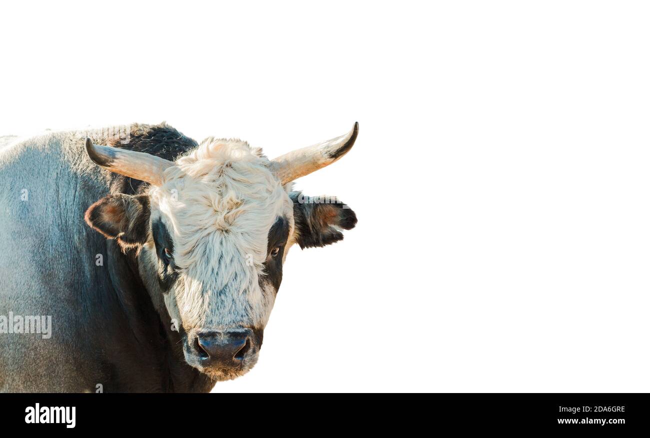 bull isolato su sfondo bianco Foto Stock