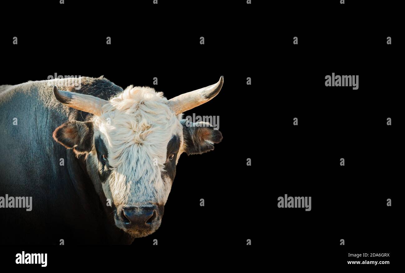 toro simbolo dell'anno 2021 isolato su sfondo nero Foto Stock