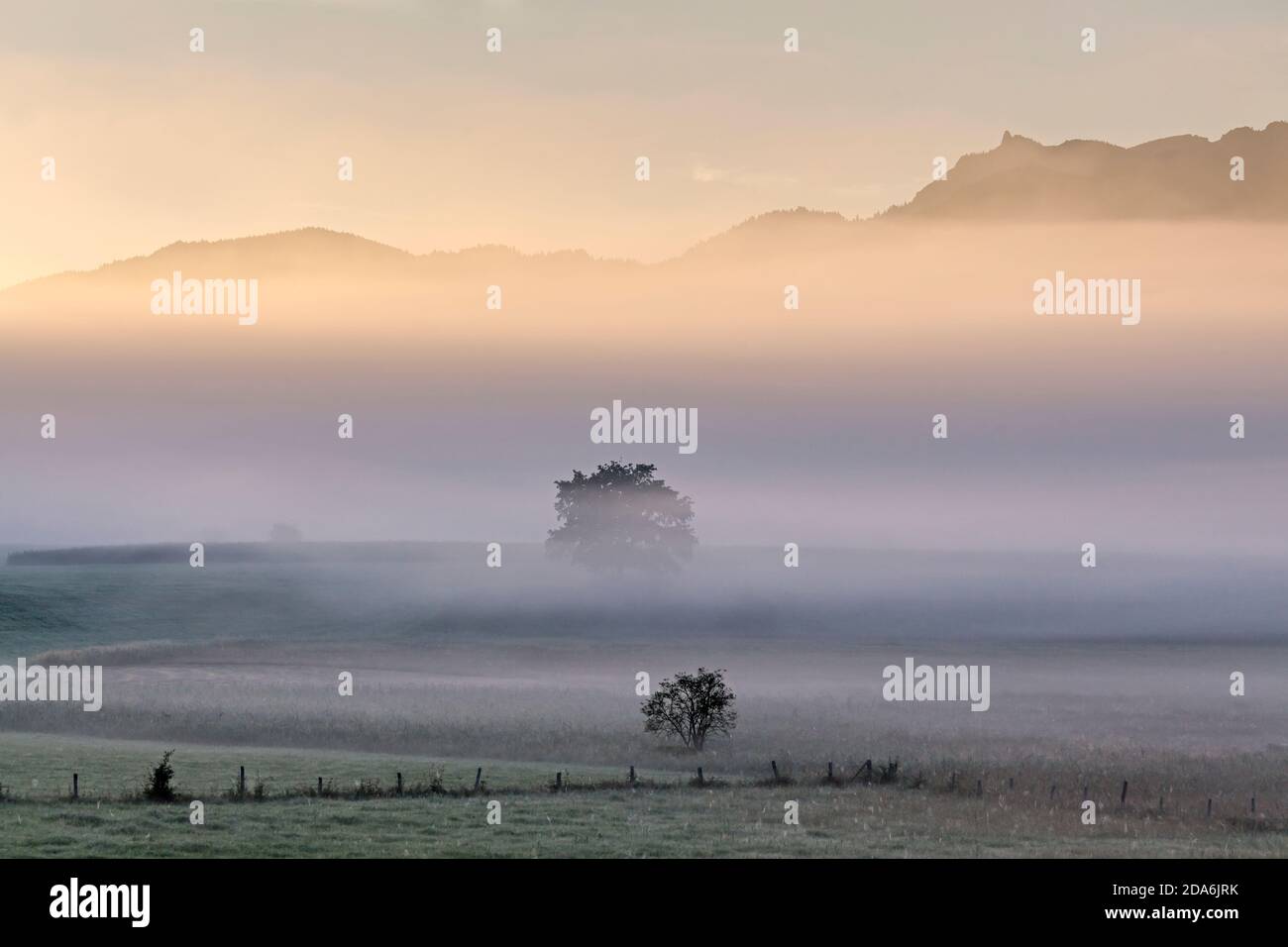 Geografia / viaggio, Germania, Baviera, Grossweil, albero nella nebbia al di fuori delle preAlpi bavaresi, Grosswe, diritti aggiuntivi-clearance-Info-non-disponibile Foto Stock