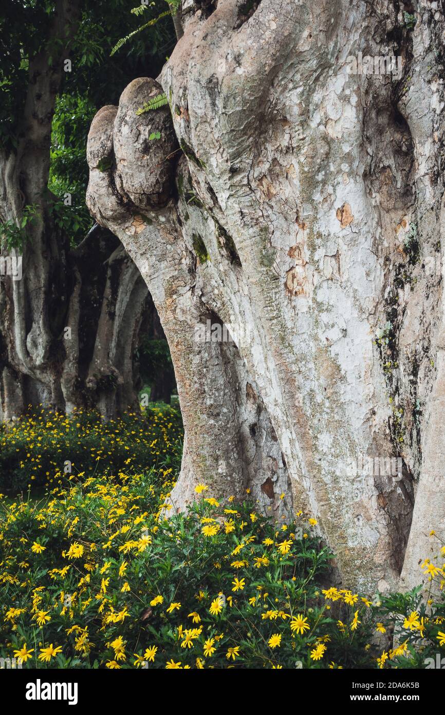 Tronco di albero e fiori gialli in Nepal Foto Stock
