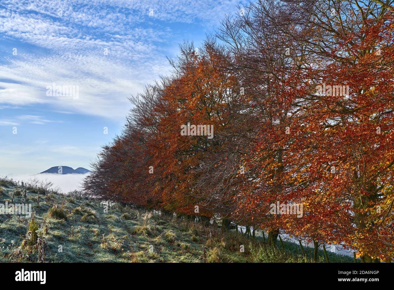 Splendidi colori autunnali su alberi da spiaggia, gelo a terra e nebbia che circondano le Eildon Hills, confini scozzesi. Foto Stock