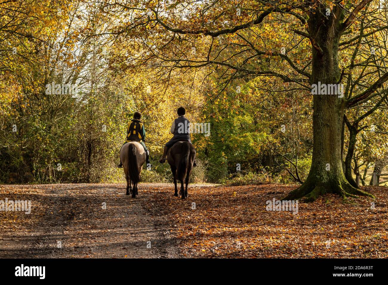 Due cavalieri cavalcano nel caldo di una mite giornata autunnale in una breve estate indiana a metà novembre. Ogdens, Frogham, Fordingbridge, New Forest, Hampshire, Regno Unito, 10 novembre 2020, Meteo. Foto Stock