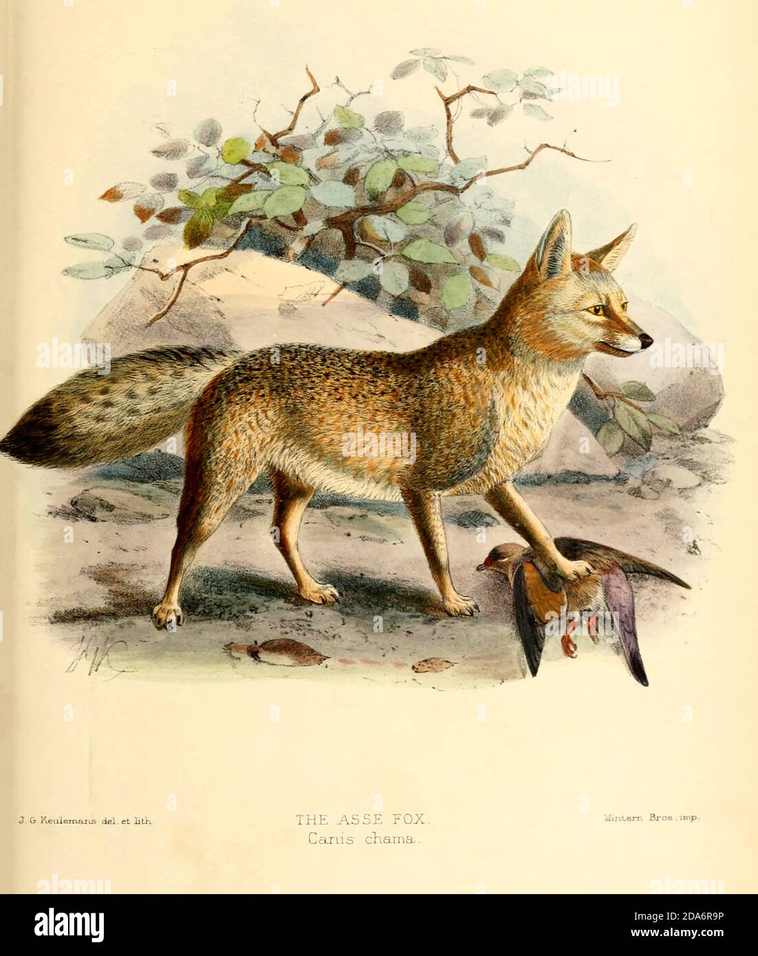 La volpe di Capo (Vulpes chama [qui come Canis chama]), anche chiamata l'asse, la volpe di cama o la volpe argentata-backed, è una piccola volpe, nativo dell'Africa meridionale. E 'anche chiamato una versione sudafricana di una volpe fennec a causa delle loro orecchie grandi. È l'unica vera volpe che si verifica nell'Africa sub-sahariana, e conserva le caratteristiche primitive di Vulpes perché divergeva all'inizio della storia evolutiva del gruppo. Un monografo dei Canidae [dal latino, canis, 'dog') è una famiglia biologica di carnivori canini. Un membro di questa famiglia è chiamato un canide] B Foto Stock