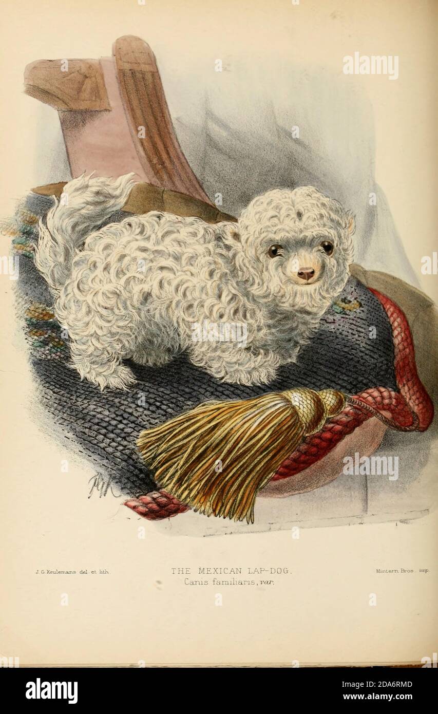 Un monografo dei Canidae [dal latino, canis, 'dog') è una famiglia biologica di carnivori canini. Un membro di questa famiglia è chiamato un canid] da George Mivart, F.R.S. con intagli di legno e 45 piatti colorati disegnati dalla natura da J. G. Keulemans e colorati a mano. Pubblicato da R. H. Porter, Londra, 1890 Foto Stock