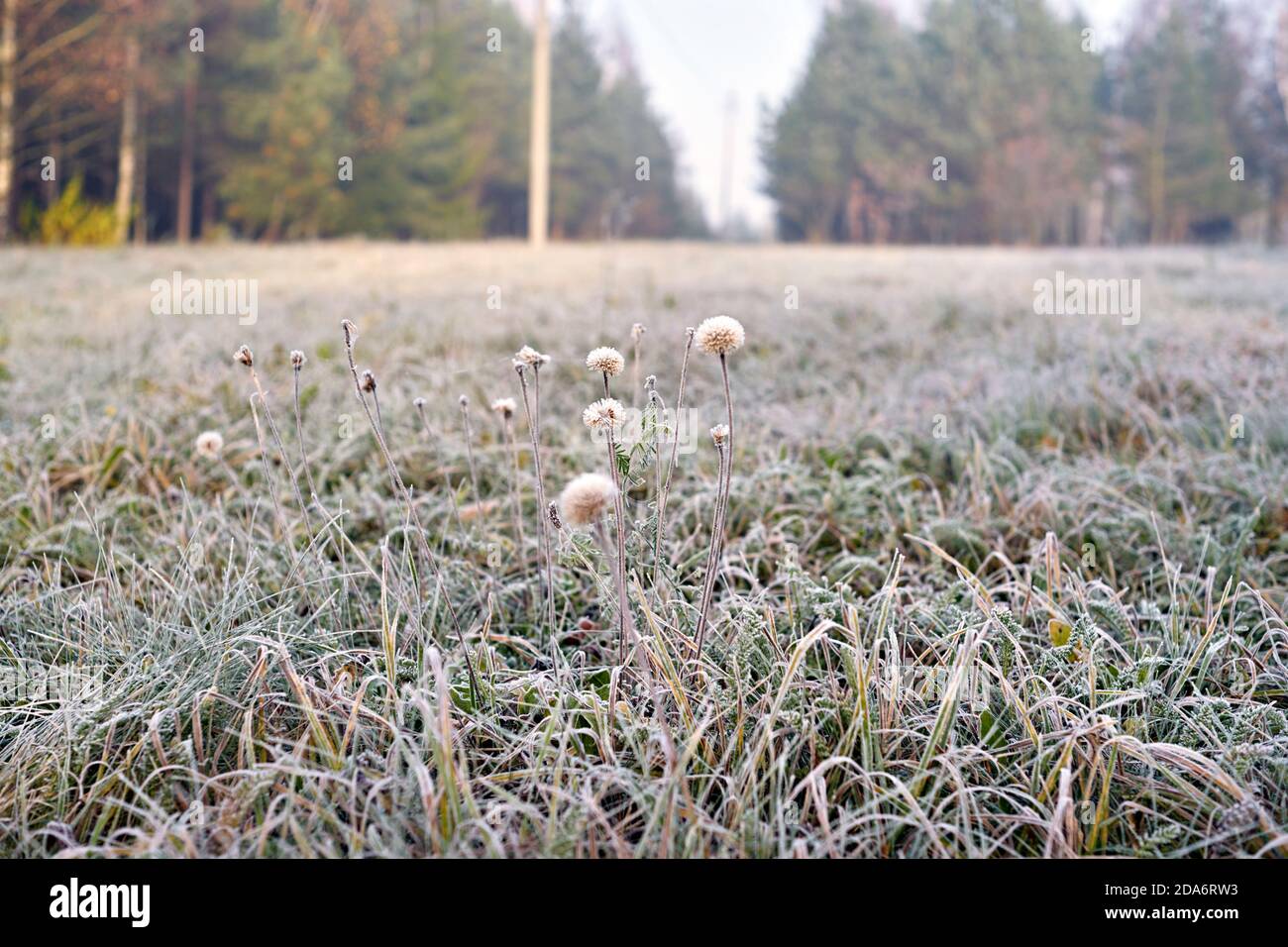 Fuoco selettivo sui dandelioni nel primo gelo. Sfondo sfocato sfocato sfocato con erba e alberi. Foto Stock