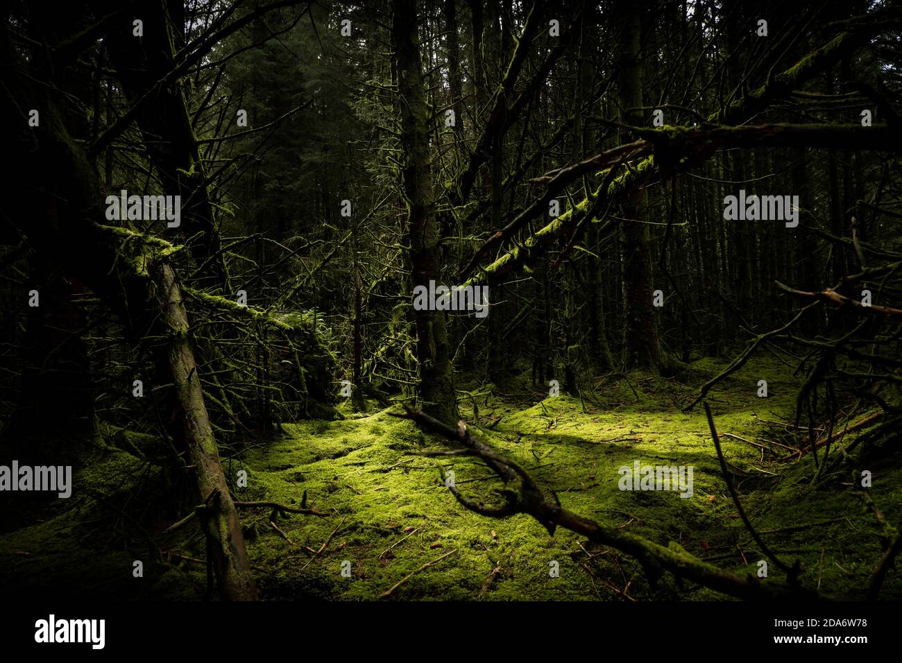 Sole che splende attraverso gli alberi Foto Stock