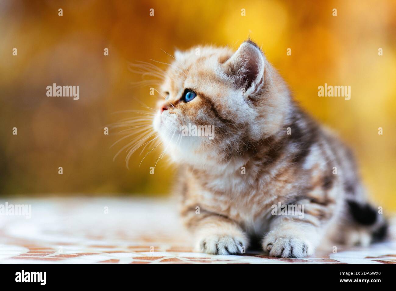 Süßes tabby Kätzchen im Herbst Foto Stock