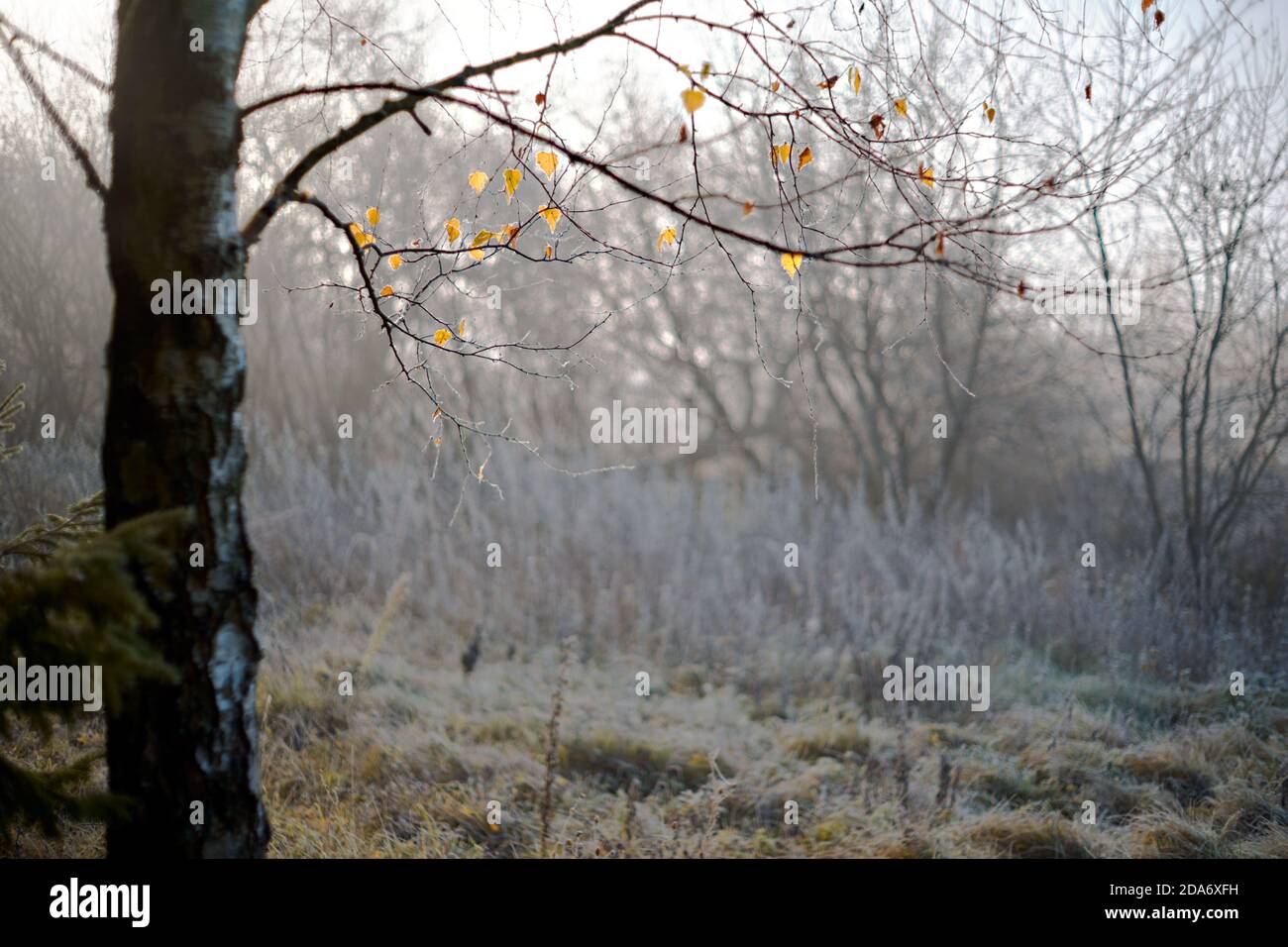 Il primo gelo. Sfocato prima Frost erba e sfondo alberi. Primo piano Foto Stock