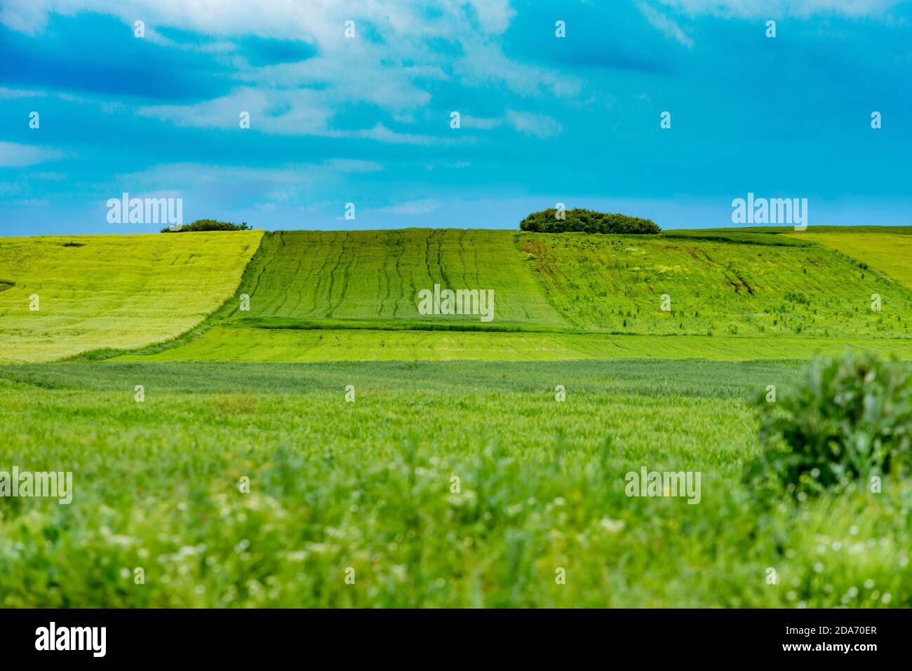 Vista sulla collina rurale - erba verde fresca su una collina pendenza contro un cielo blu chiaro Foto Stock
