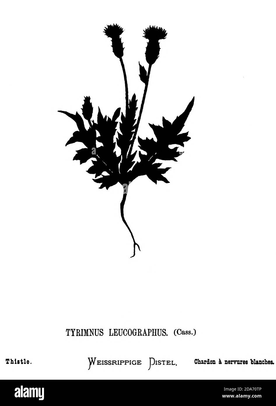 Silhouette of a Thistle (Tyrimnus leucophographus) dal libro fiori selvatici della Terra Santa: Cinquantaquattro tavole stampate a colori, disegnate e dipinte dopo la natura. Da Hannah Zeller, (Gobat); Tristorm, H. B. (Henry Baker), e Edward Atkinson, pubblicato a Londra da James Nisbet & Co 1876 su sfondo bianco Foto Stock