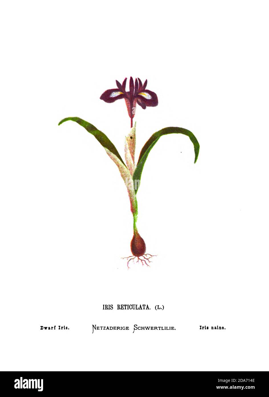 Iris a rete o iris a rete dorata [qui come iris di Dwarf], (Iris reticulata) dal libro Fiori selvatici della Terra Santa: Cinquantaquattro tavole stampate a colori, disegnate e dipinte dopo la natura. Da Hannah Zeller, (Gobat); Tristorm, H. B. (Henry Baker), e Edward Atkinson, pubblicato a Londra da James Nisbet & Co 1876 su sfondo bianco Foto Stock