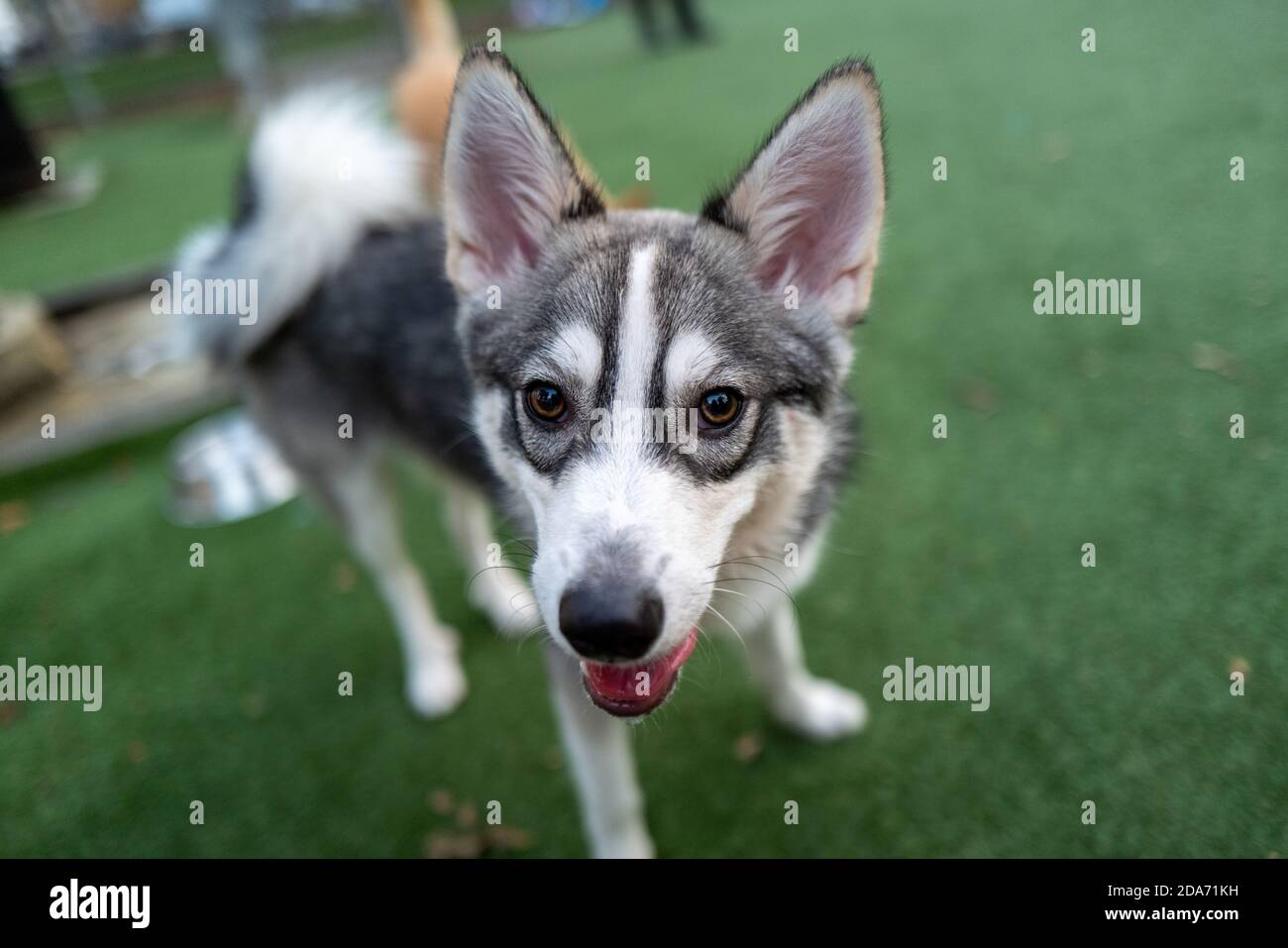 Alaskan Klee Kai Dog in posa per un sorriso Foto Stock