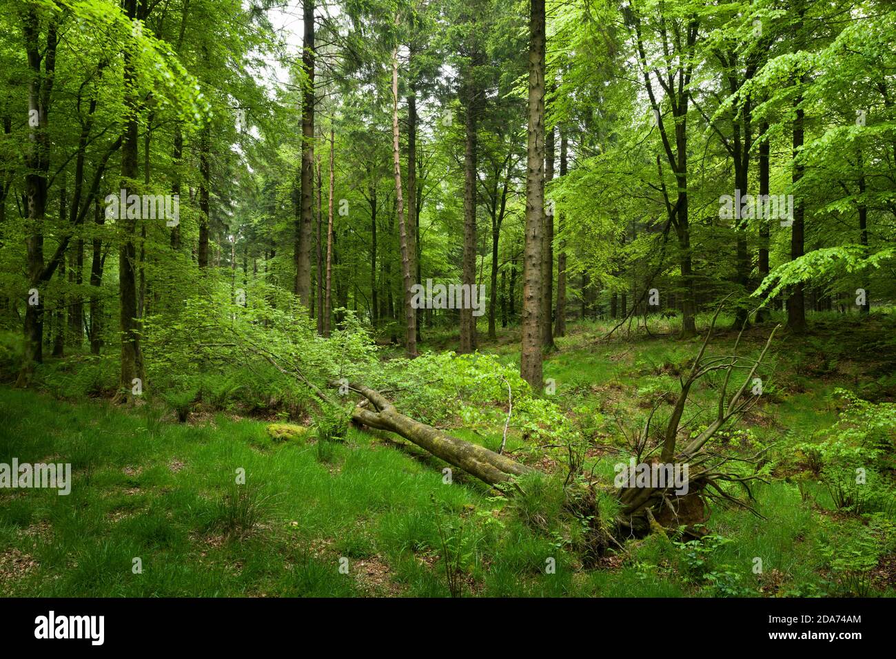 Un albero caduto in un bosco misto a Stockhill Wood nelle colline di Mendip, Somerset, Inghilterra. Foto Stock
